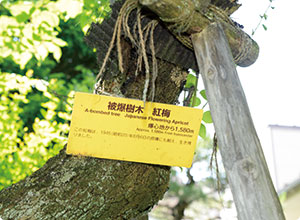 境内には三本の被ばく樹木がある。 紅梅は本堂の前で毎年豊かな花を咲かせる。